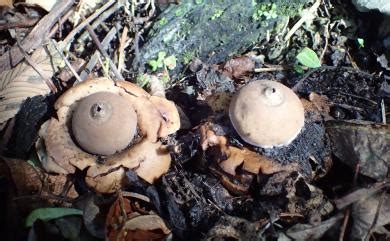 尖頂地星|Geastrum triplex (Jungh.) Fisch. 